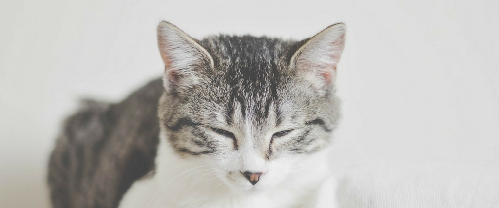 Cat Services Cat Services