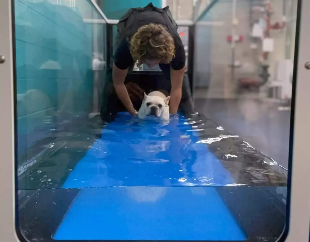 dog using the water treadmill