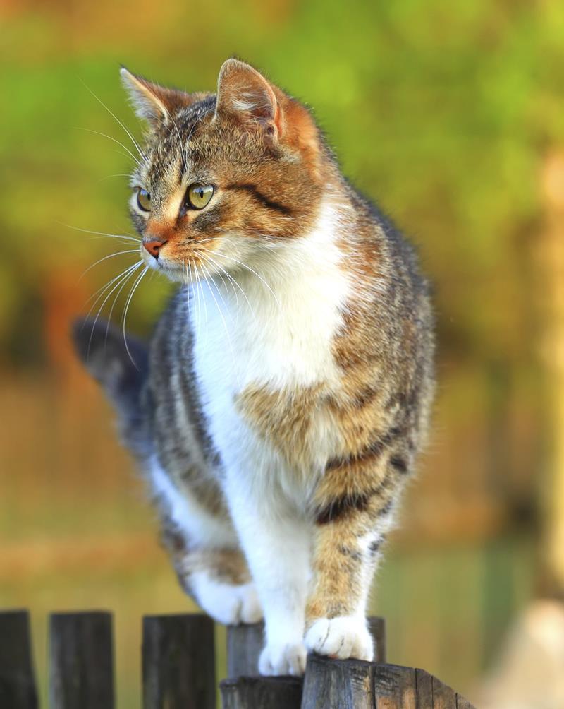 Online Forms Mukwonago Animal Hospital